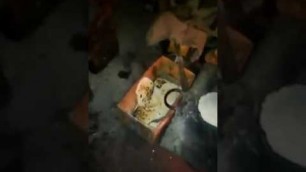 'National Herald: BSF jawan of 29th battalion shares video showing inadequate meals'
