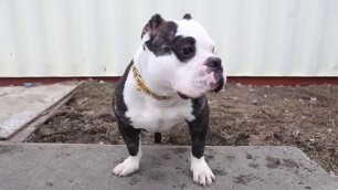 'Fashion Pet Dog Chain Collar Gold Tone Cut Curb Cuban Pet Link Customize Wholesale Jewelry Pets Gift'