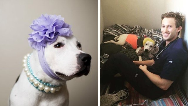 'This Rescued Puppy Becomes A Fashion Icon And Starts Winning Awards'