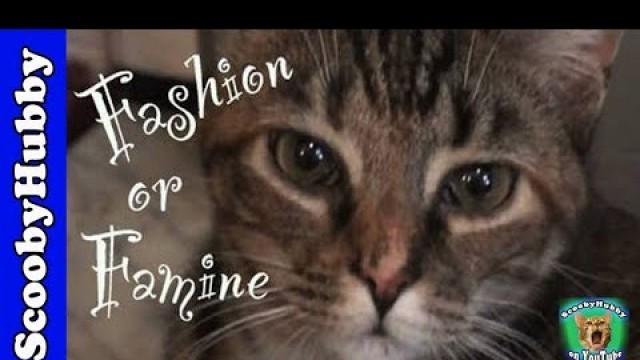 'Fashion or Famine -- Cat Clips #81'
