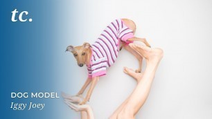 'Iggy Joey: Model, Fashion Icon, and Italian Greyhound'