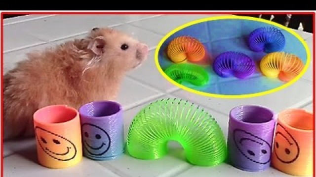 '5 Cute Smiley Slinky Tiny Springs and Hamster - Kids\' Fashion Toys And Arts'