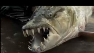 'Far cry 4 - hunting rare demon fish (kyrat fashion week)'