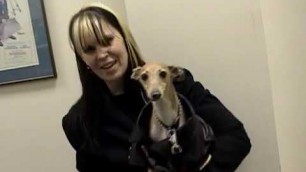 'Tootie Fashion Show: My first italian greyhound was a SUPERMODEL back in the day!'